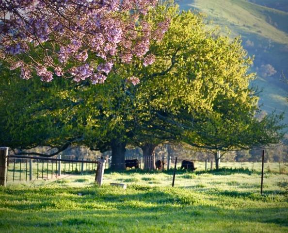 Alexandra Farmstay Εξωτερικό φωτογραφία
